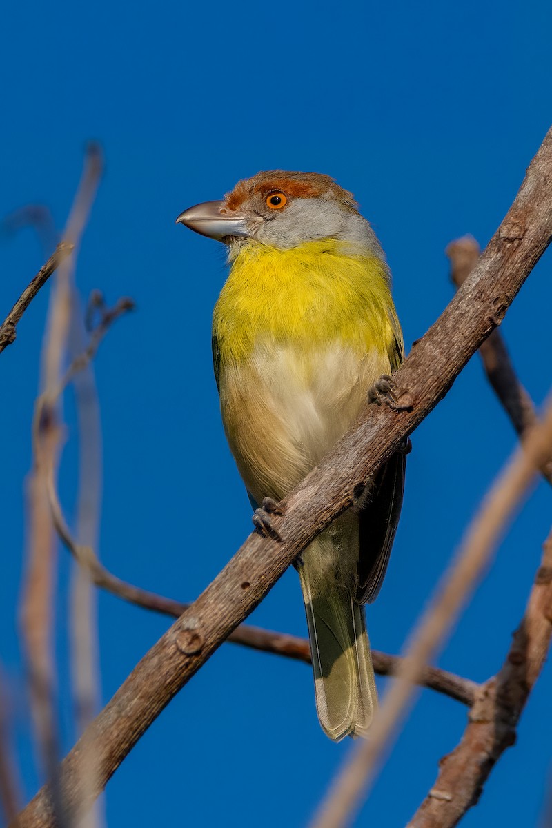 Rufous-browed Peppershrike - Fabiano Souto Rosa