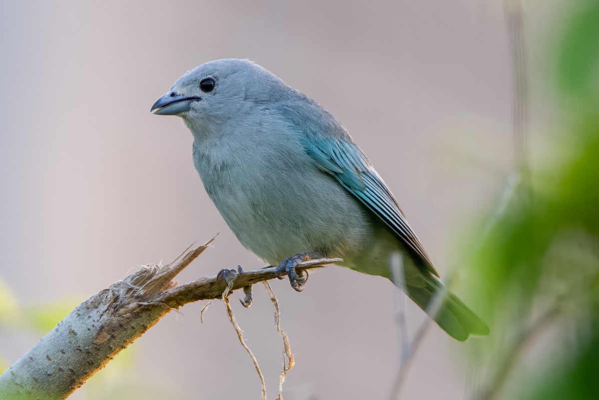 Sayaca Tanager - Fabiano Souto Rosa