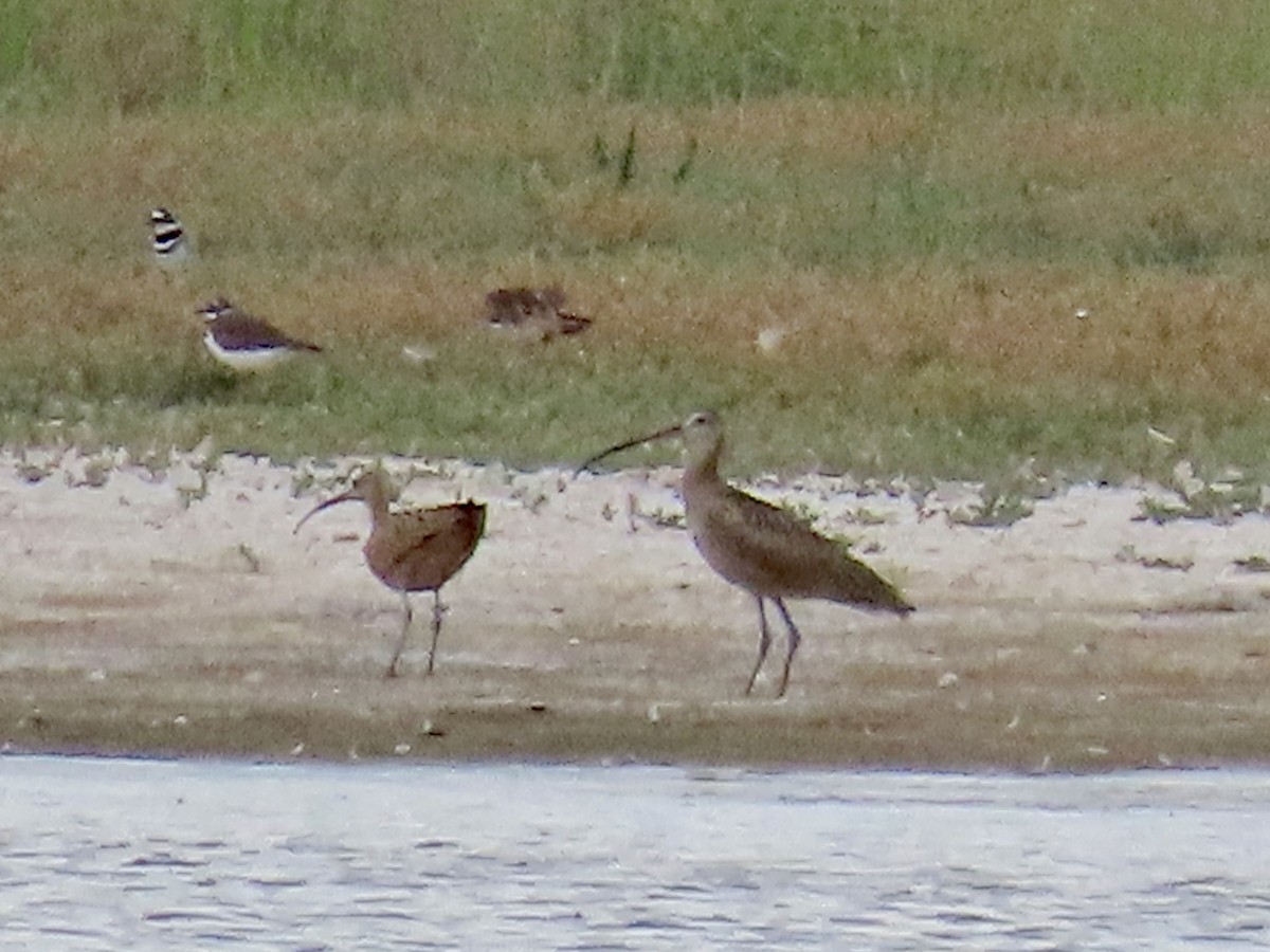 Long-billed Curlew - ML608470195