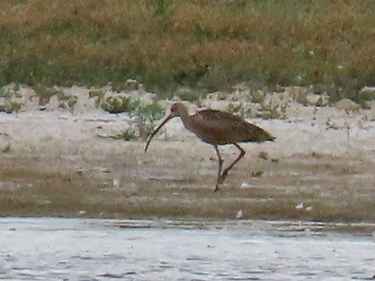 Long-billed Curlew - ML608470200