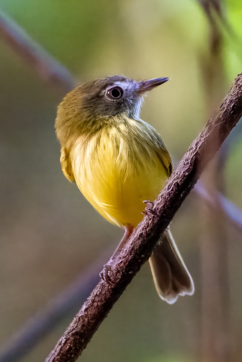 Stripe-necked Tody-Tyrant - Fabiano Souto Rosa