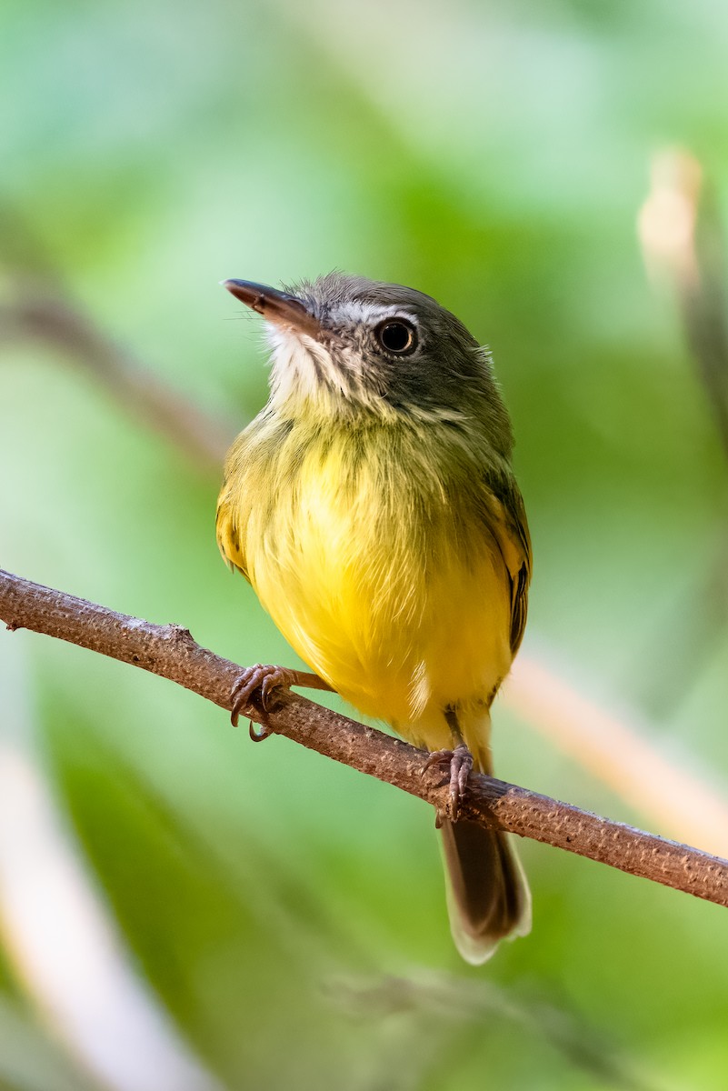 Stripe-necked Tody-Tyrant - Fabiano Souto Rosa