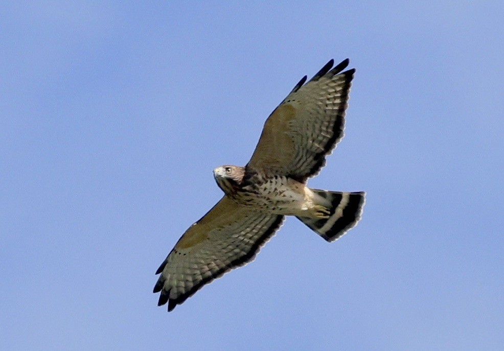 Broad-winged Hawk - ML608470305