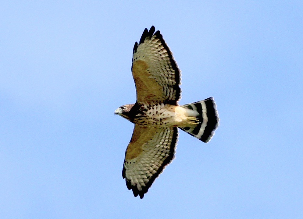 Broad-winged Hawk - ML608470309