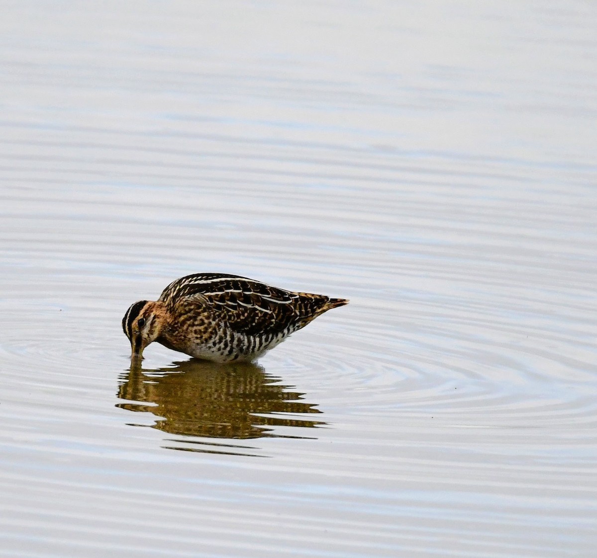Common Snipe - mike shaw