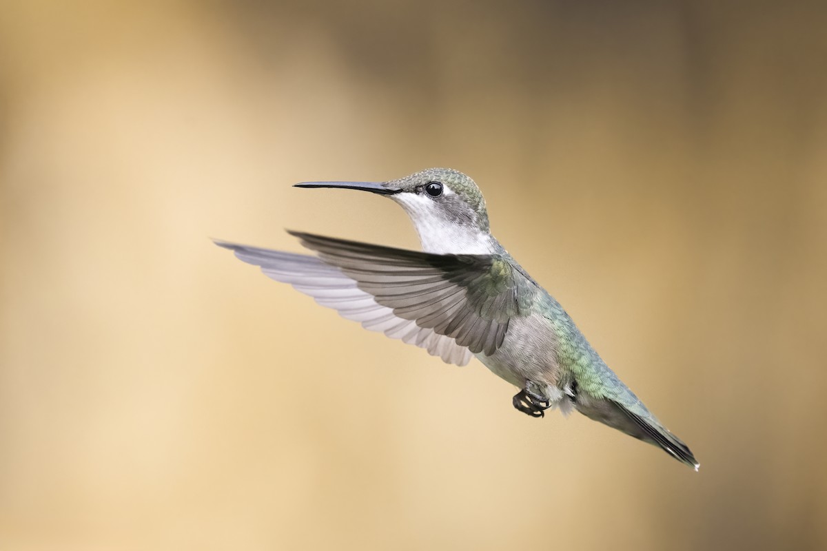 Colibri à gorge rubis - ML608470602