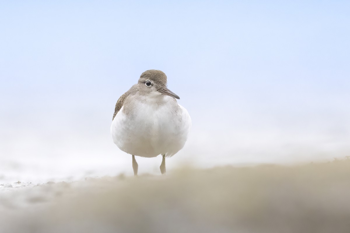 Spotted Sandpiper - ML608470610