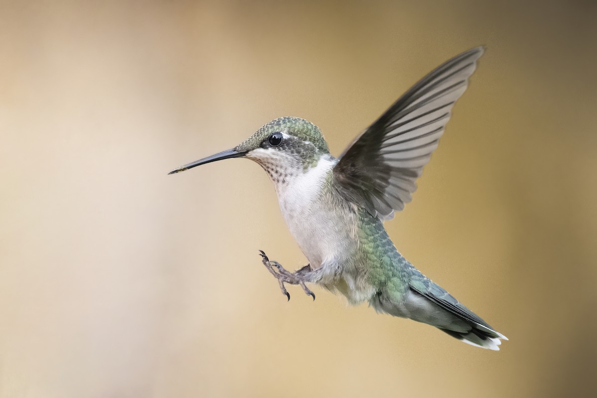 Ruby-throated Hummingbird - Jack Lefor