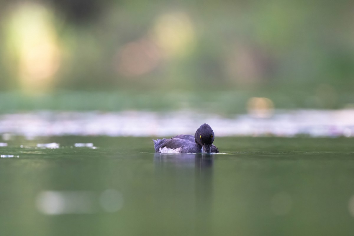 Tufted Duck - ML608470642