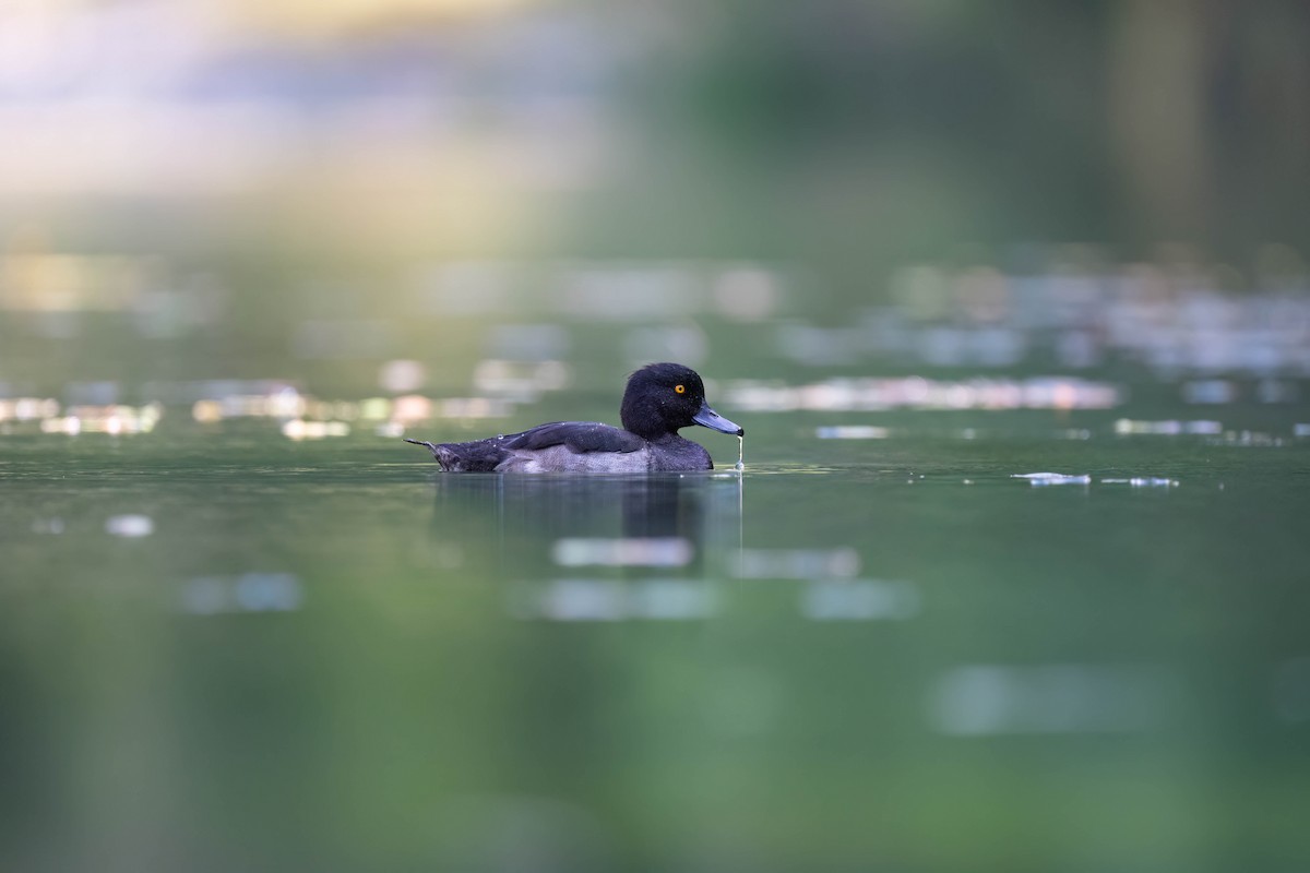 Tufted Duck - ML608470643