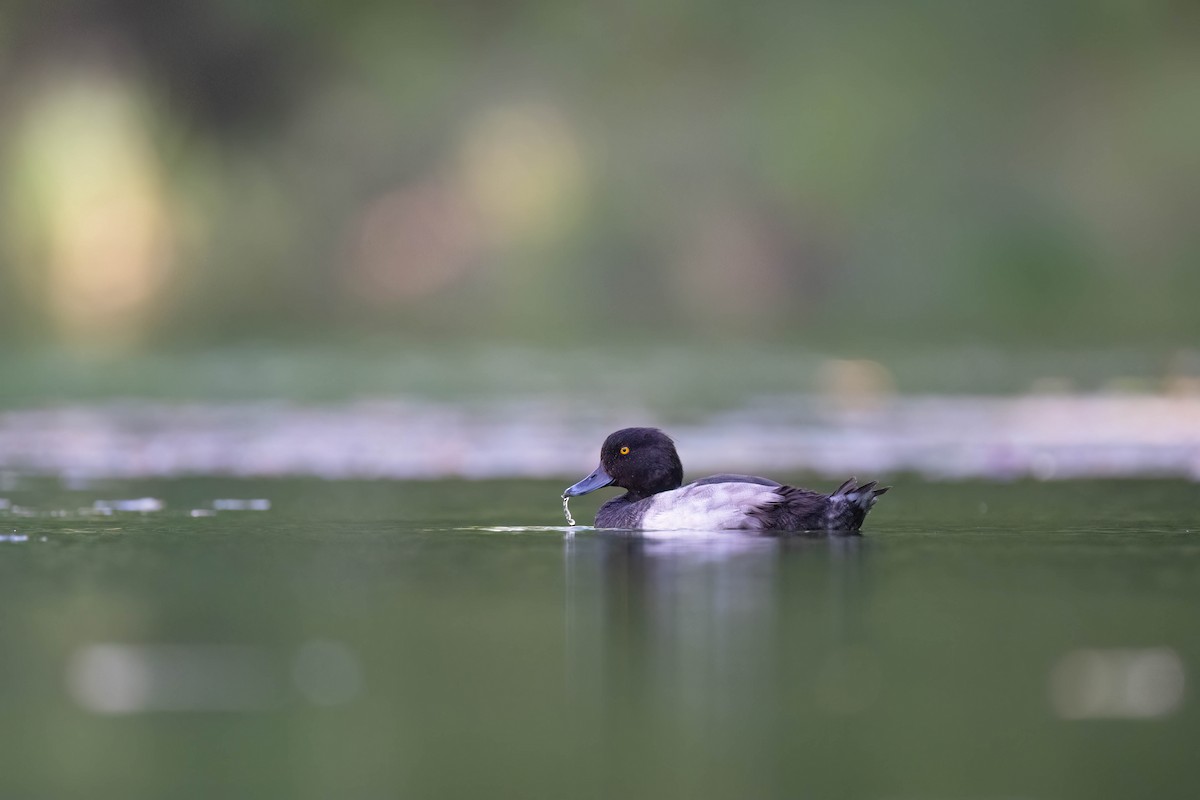 Tufted Duck - ML608470644