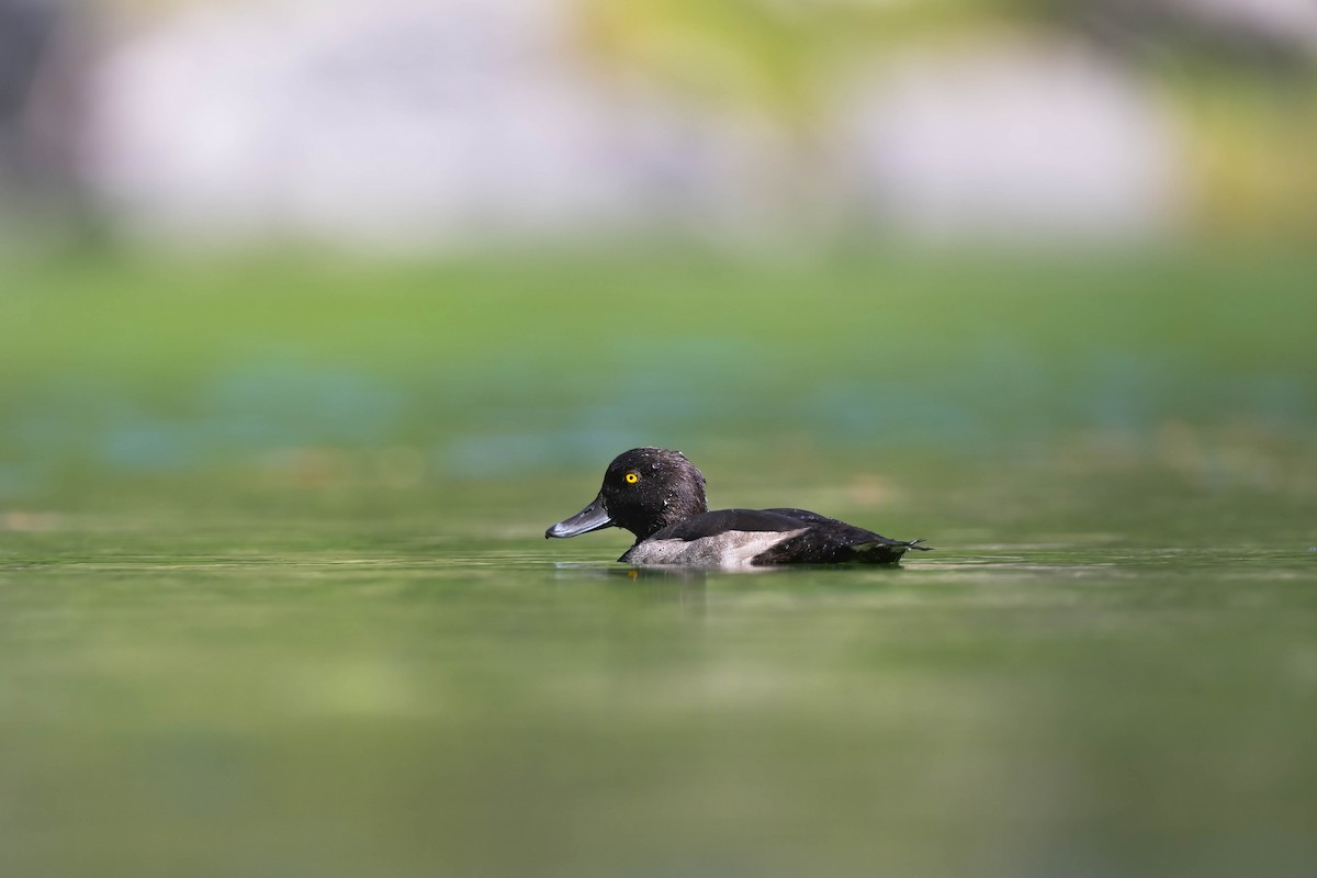 Tufted Duck - ML608470647