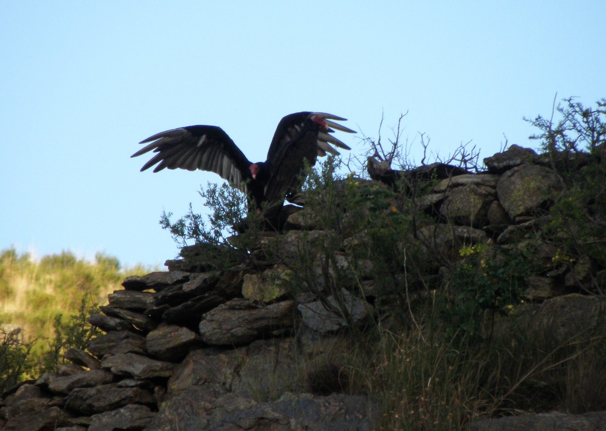 Turkey Vulture - ML608470703