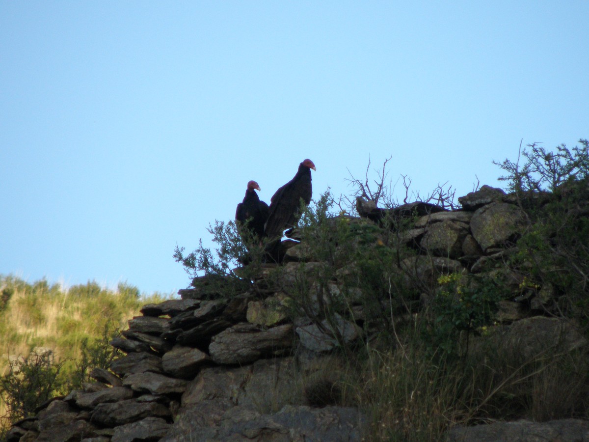 Turkey Vulture - ML608470710