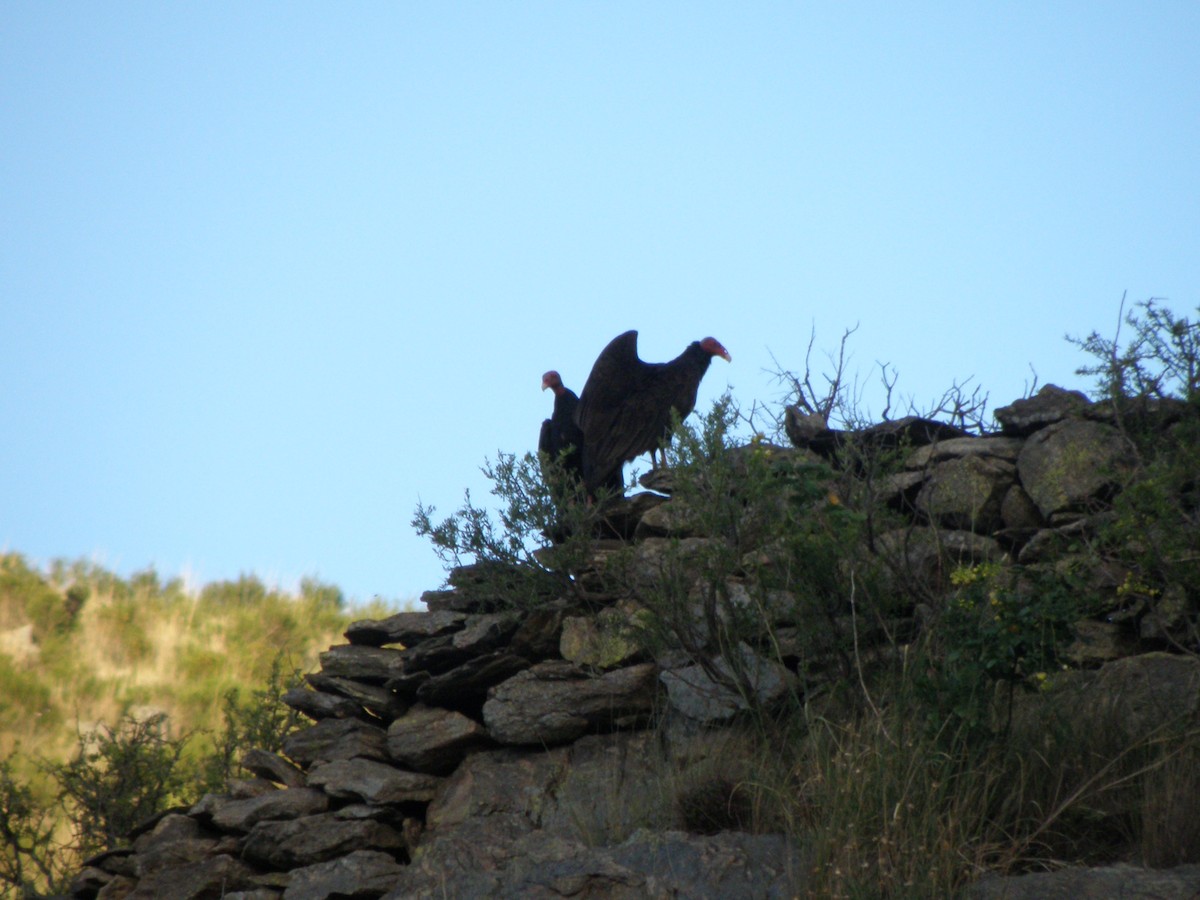 Turkey Vulture - ML608470711