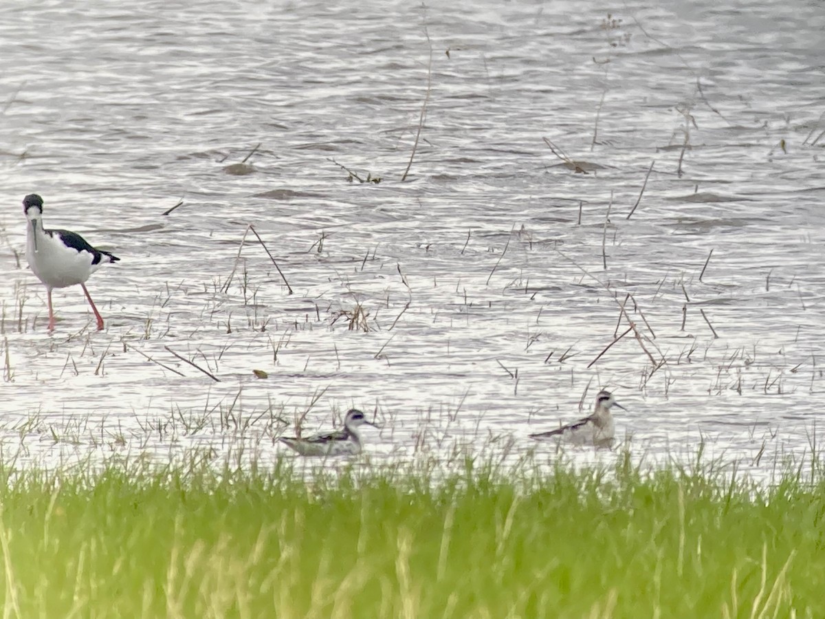 Red-necked Phalarope - ML608470737