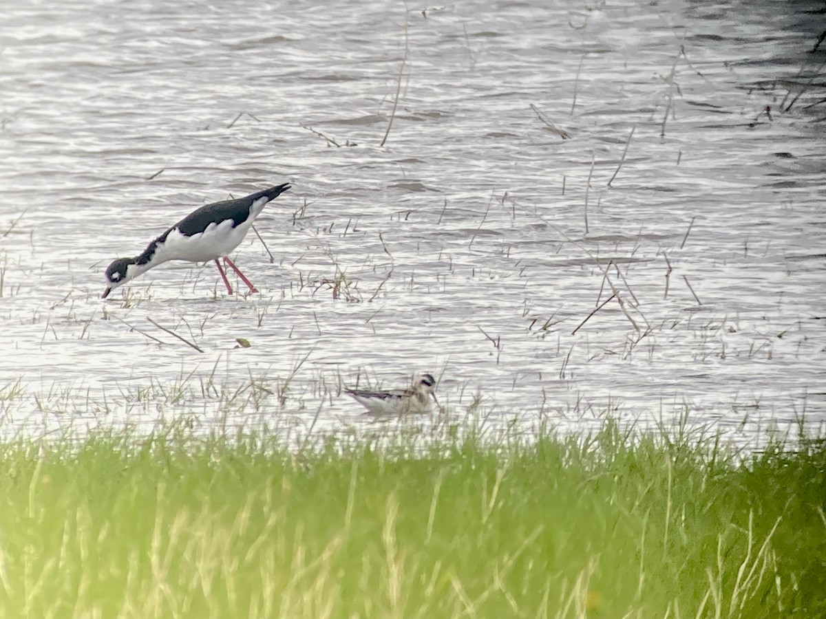 Red-necked Phalarope - ML608470739