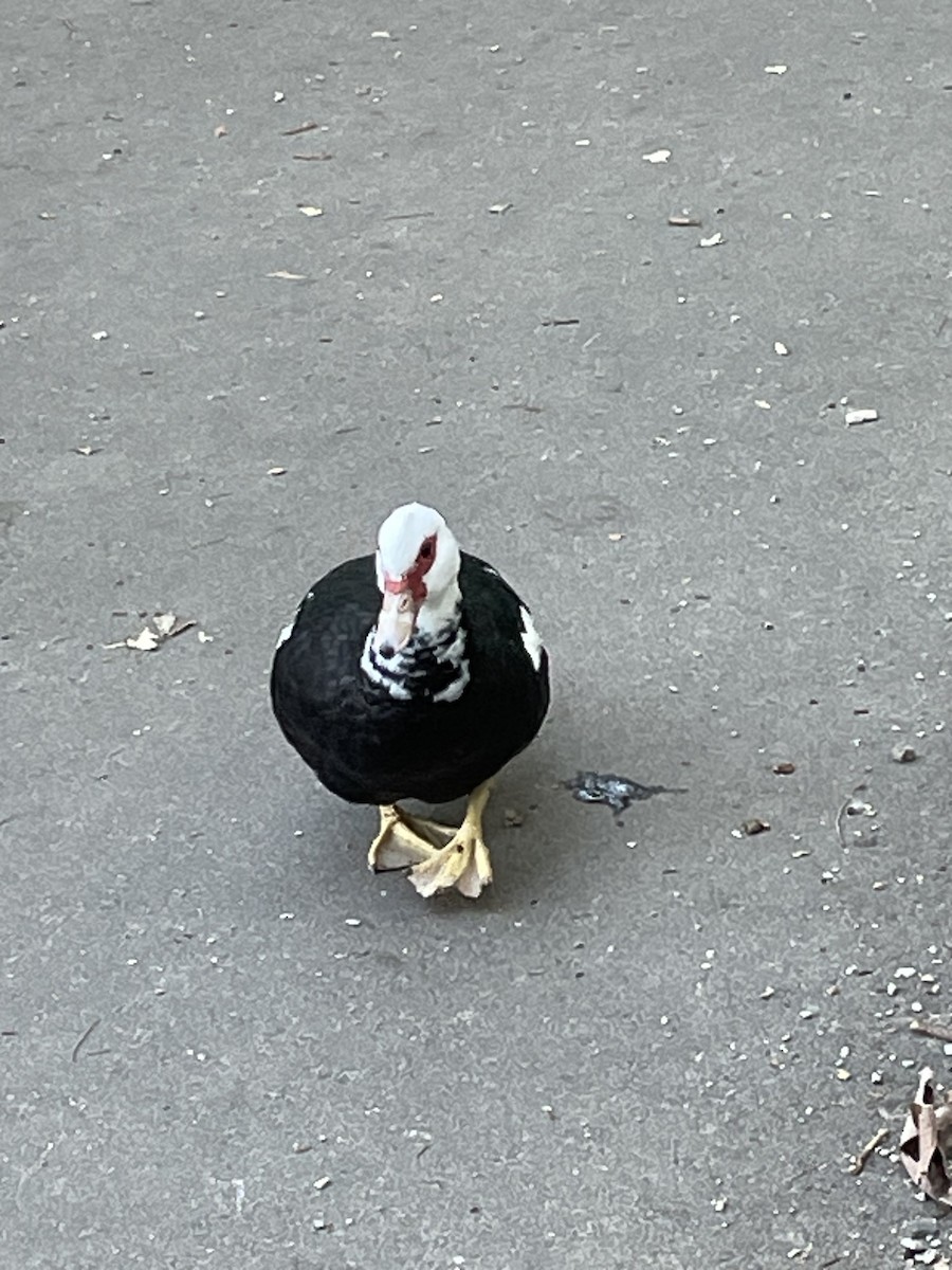 Muscovy Duck (Domestic type) - ML608470761