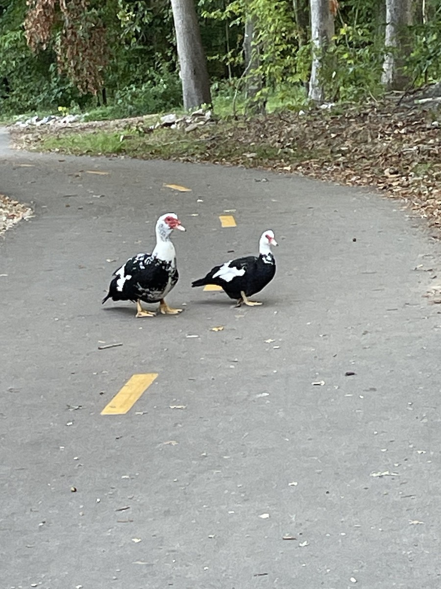 Muscovy Duck (Domestic type) - ML608470762
