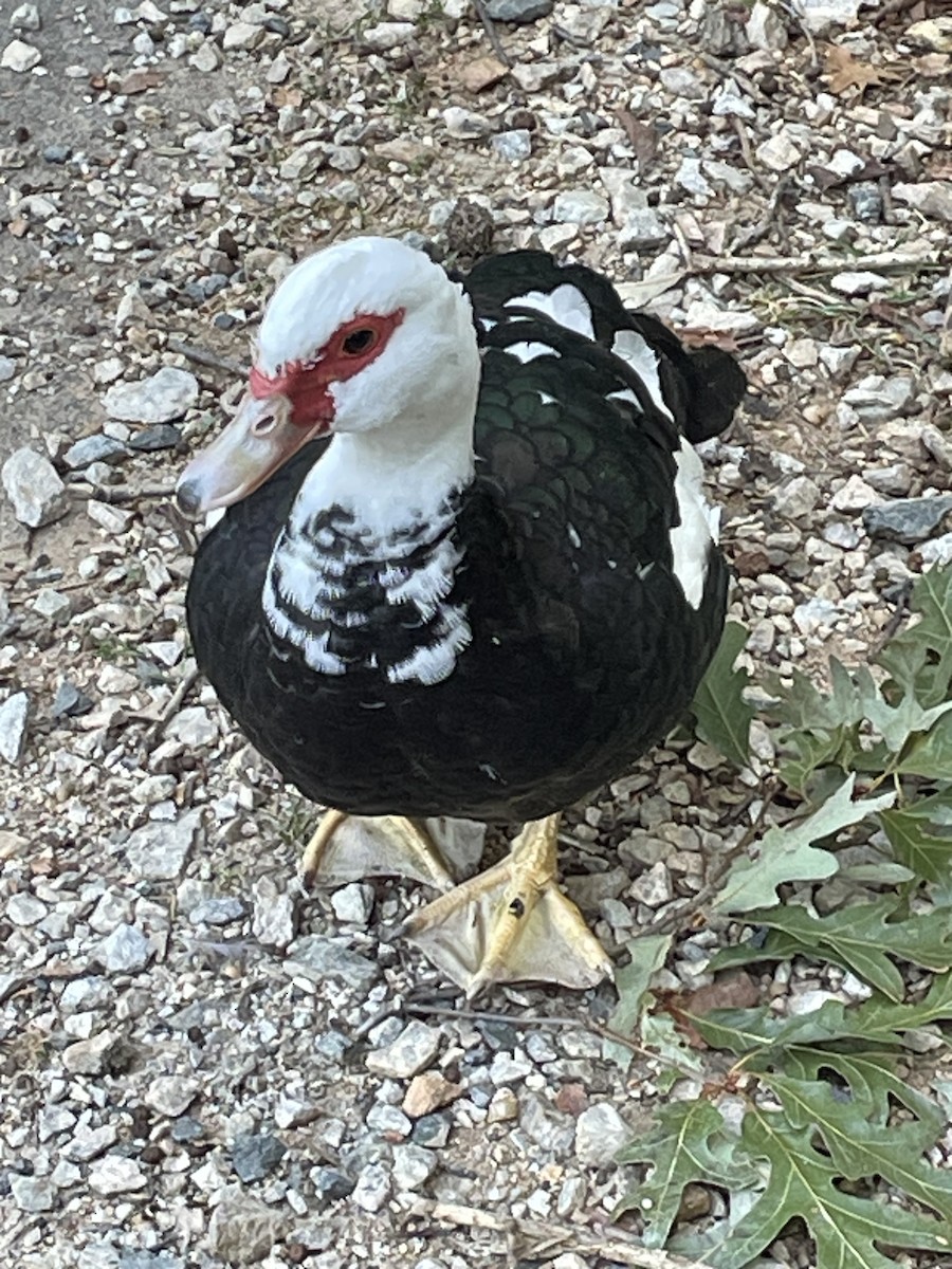 Muscovy Duck (Domestic type) - ML608470763