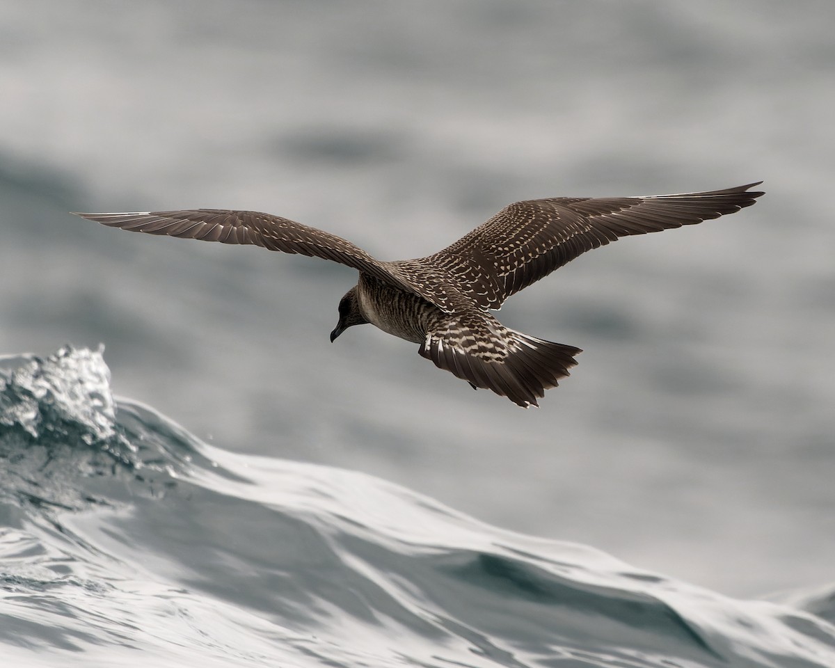 Long-tailed Jaeger - Ashley Fisher