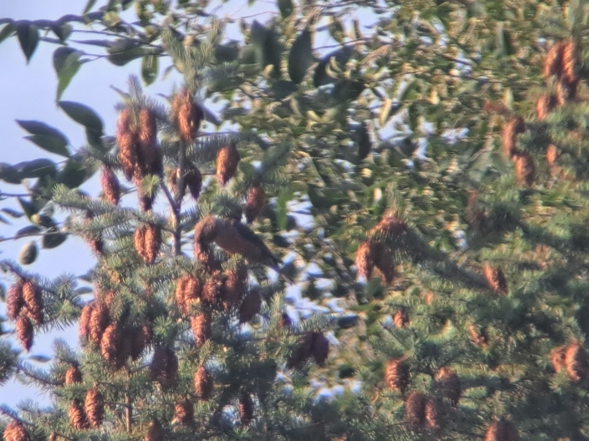 Red Crossbill - ML608470812