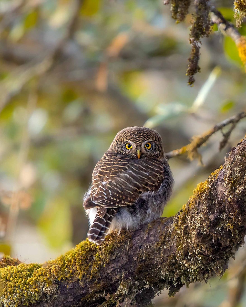 Collared Owlet - ML608470829