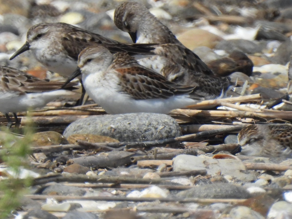 Bergstrandläufer - ML608470861