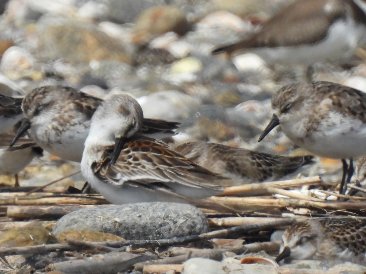 Western Sandpiper - ML608470862