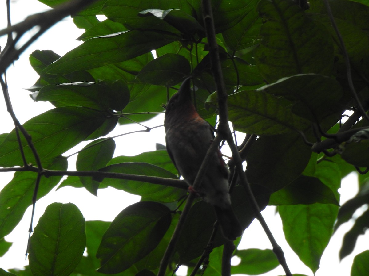 Brown Barbet - ML608470890