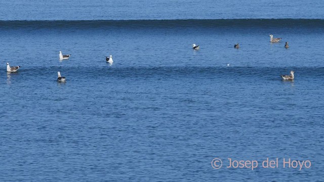 Peruvian Booby - ML608470931