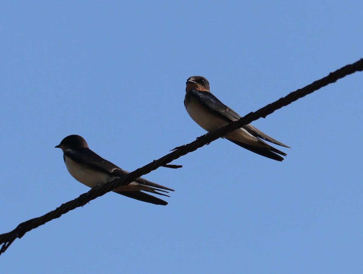 Barn Swallow - Ingela Persson