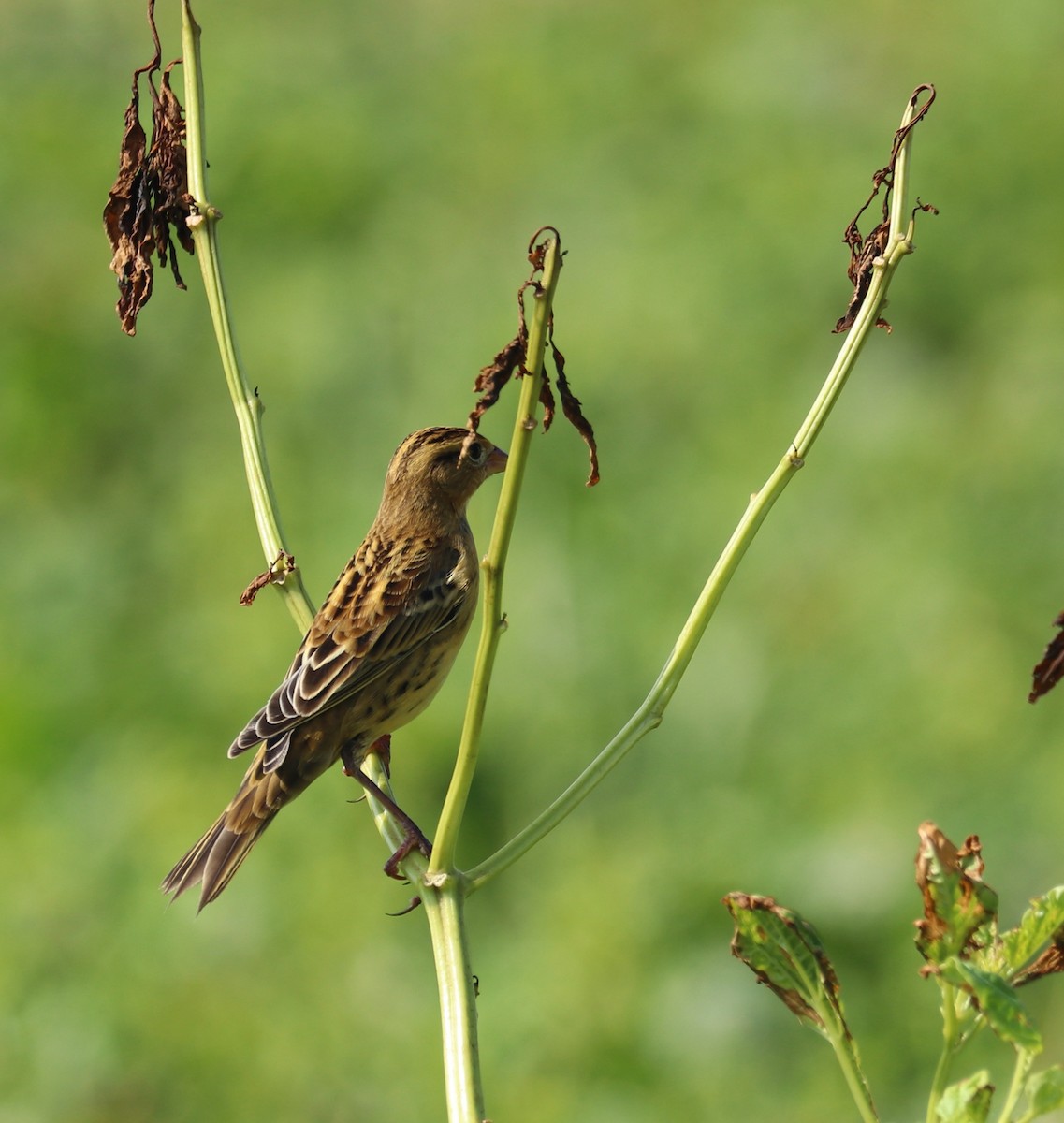 bobolink americký - ML608471054