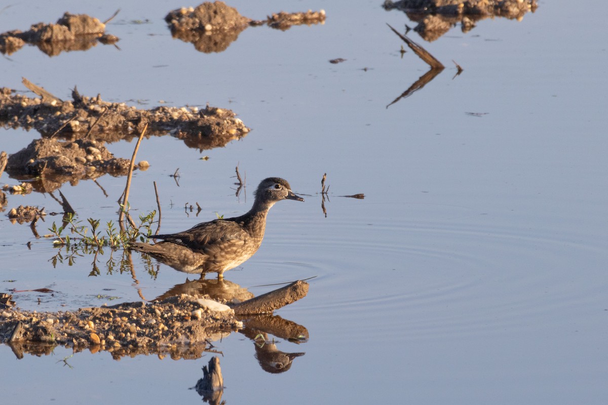 Каролінка - ML608471091