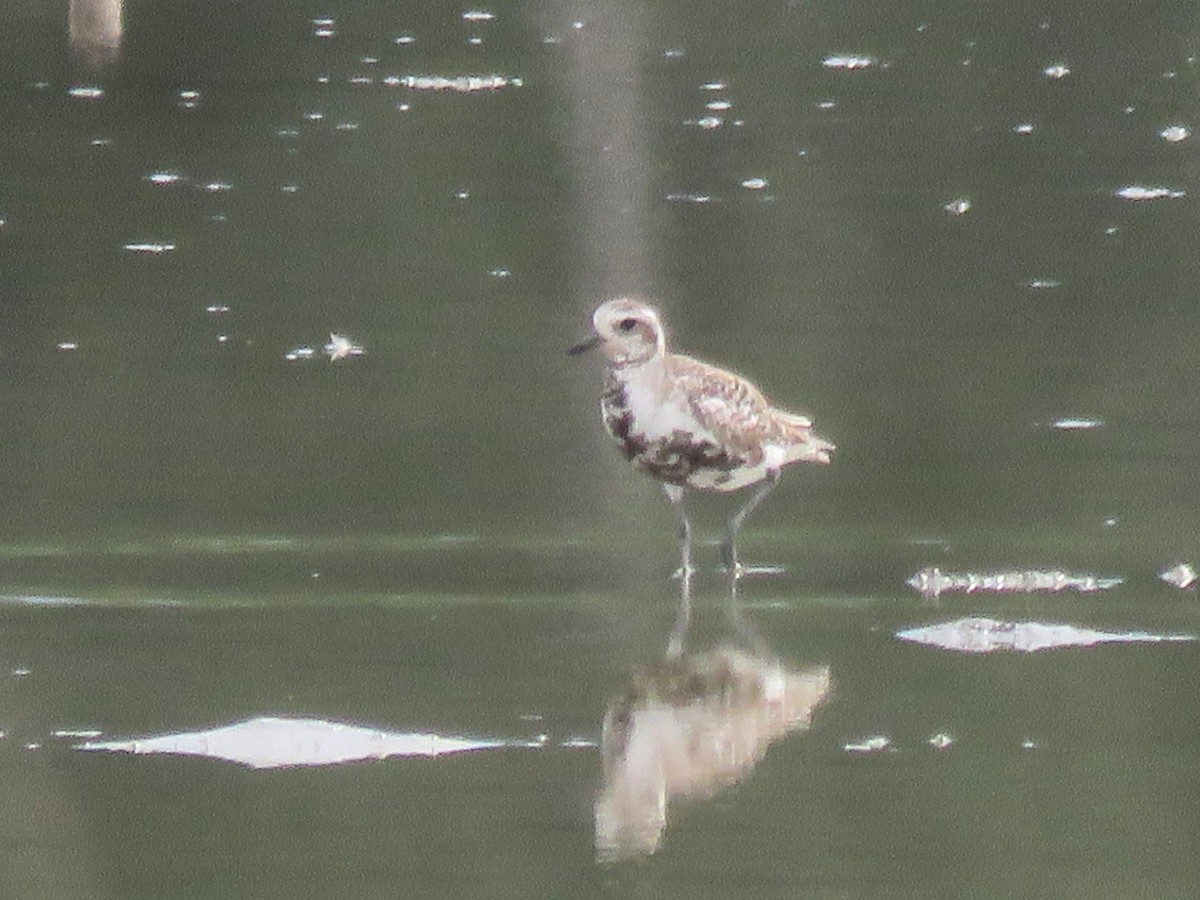 Black-bellied Plover - Jorge L. Medina-Madrid    @avesdepaisajescafetaleros