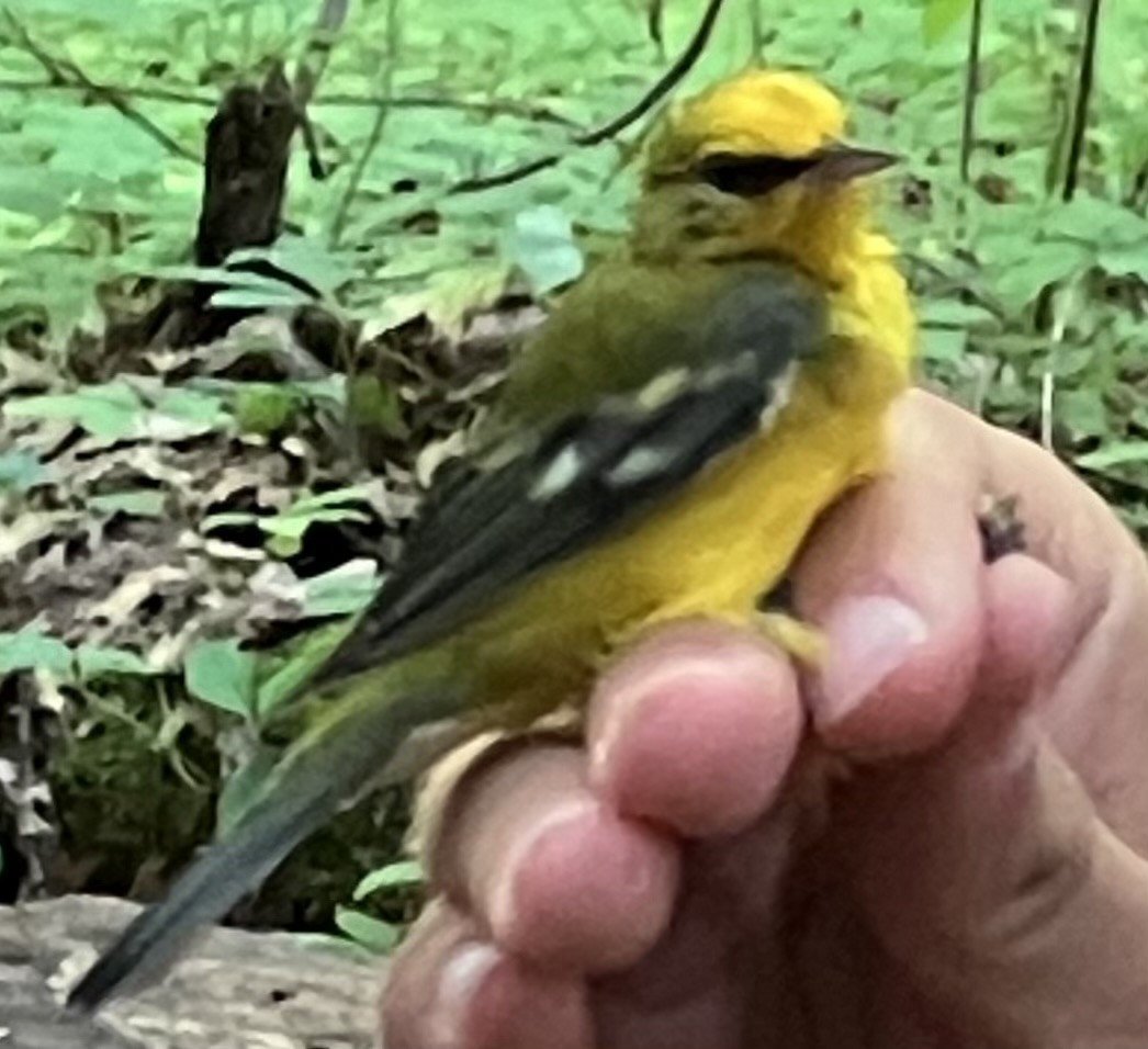 Blue-winged Warbler - R C Y