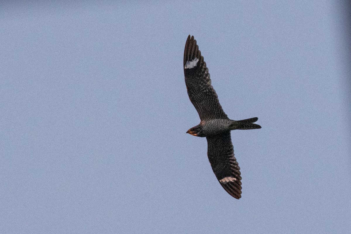 Common Nighthawk - ML608471194