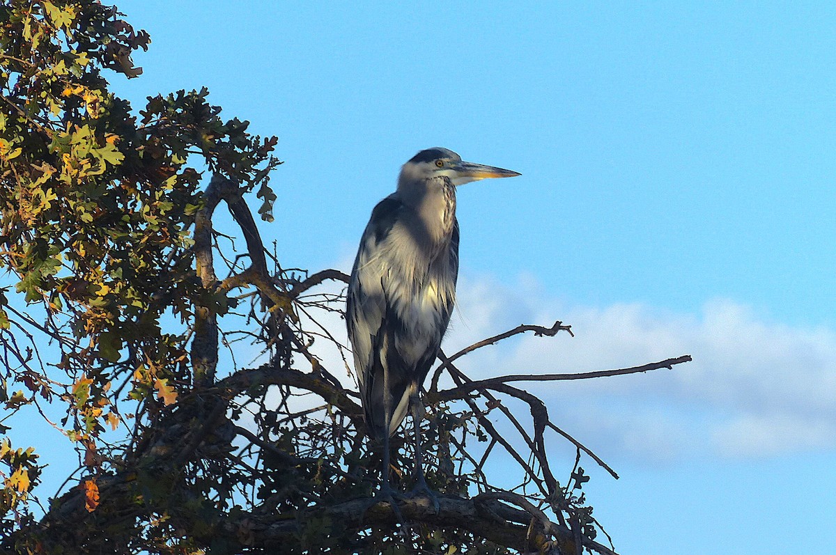 Great Blue Heron - ML608471287