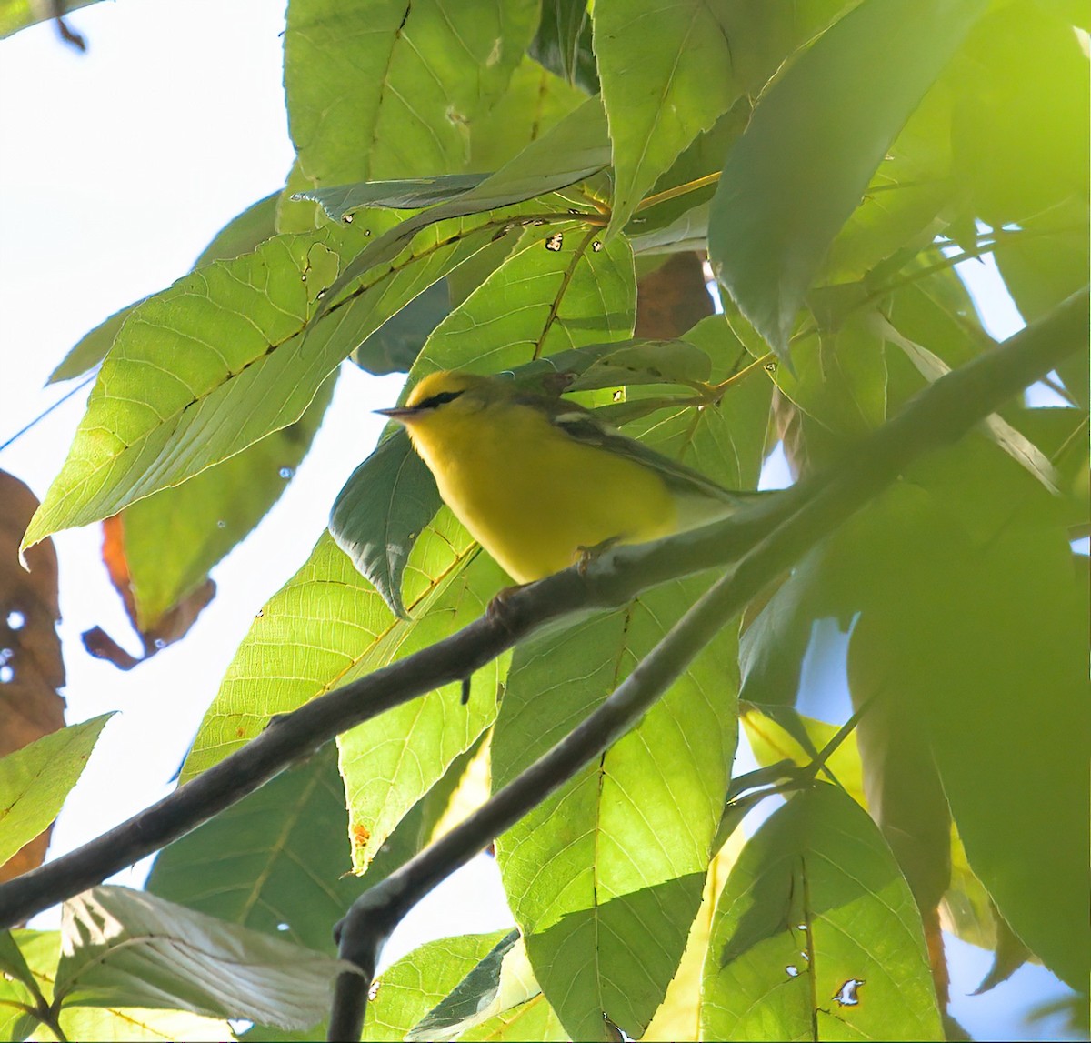 Blue-winged Warbler - ML608471290