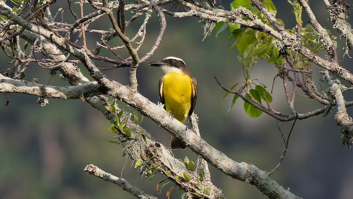 Boat-billed Flycatcher - ML608471323