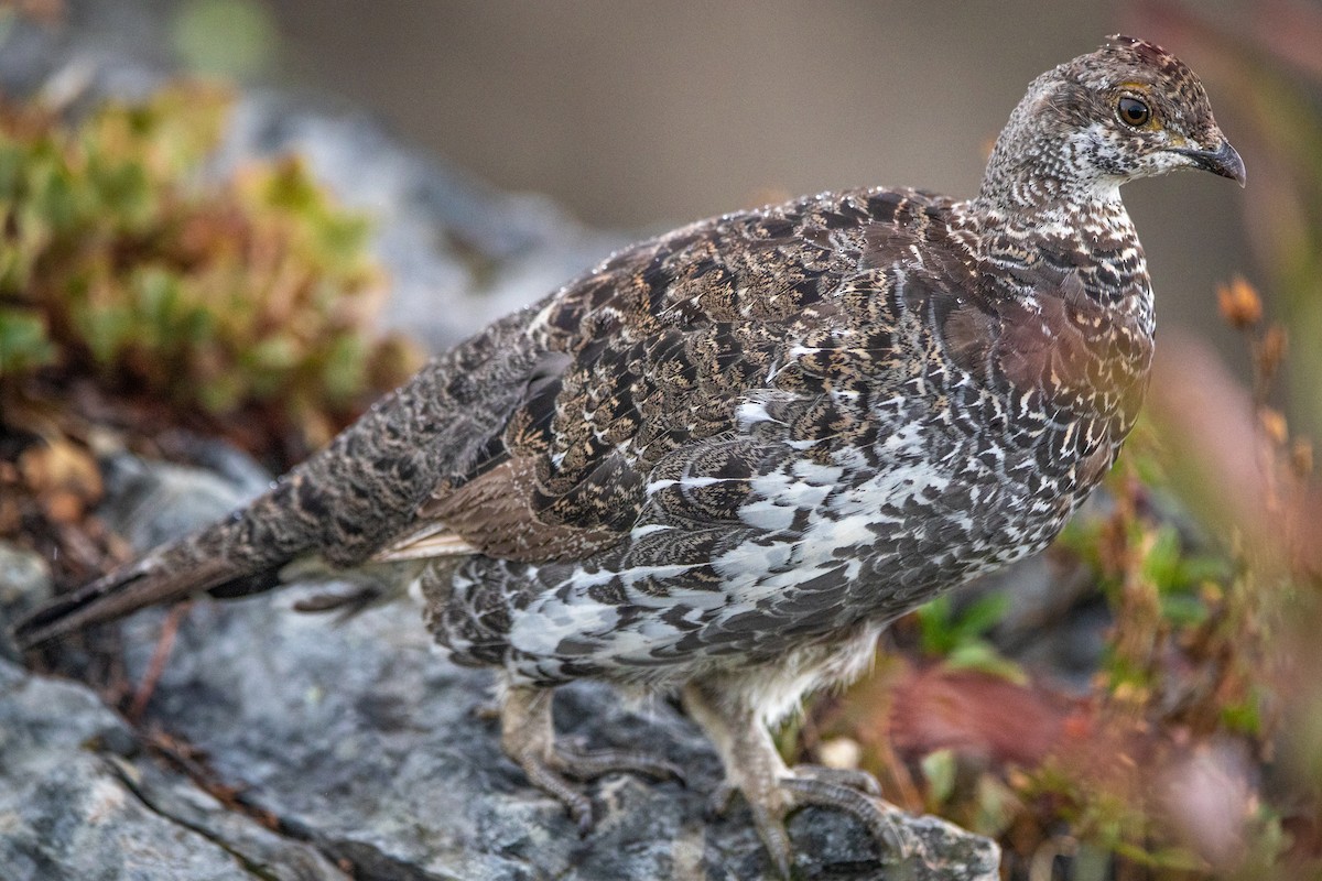 Dusky Grouse - ML608471602