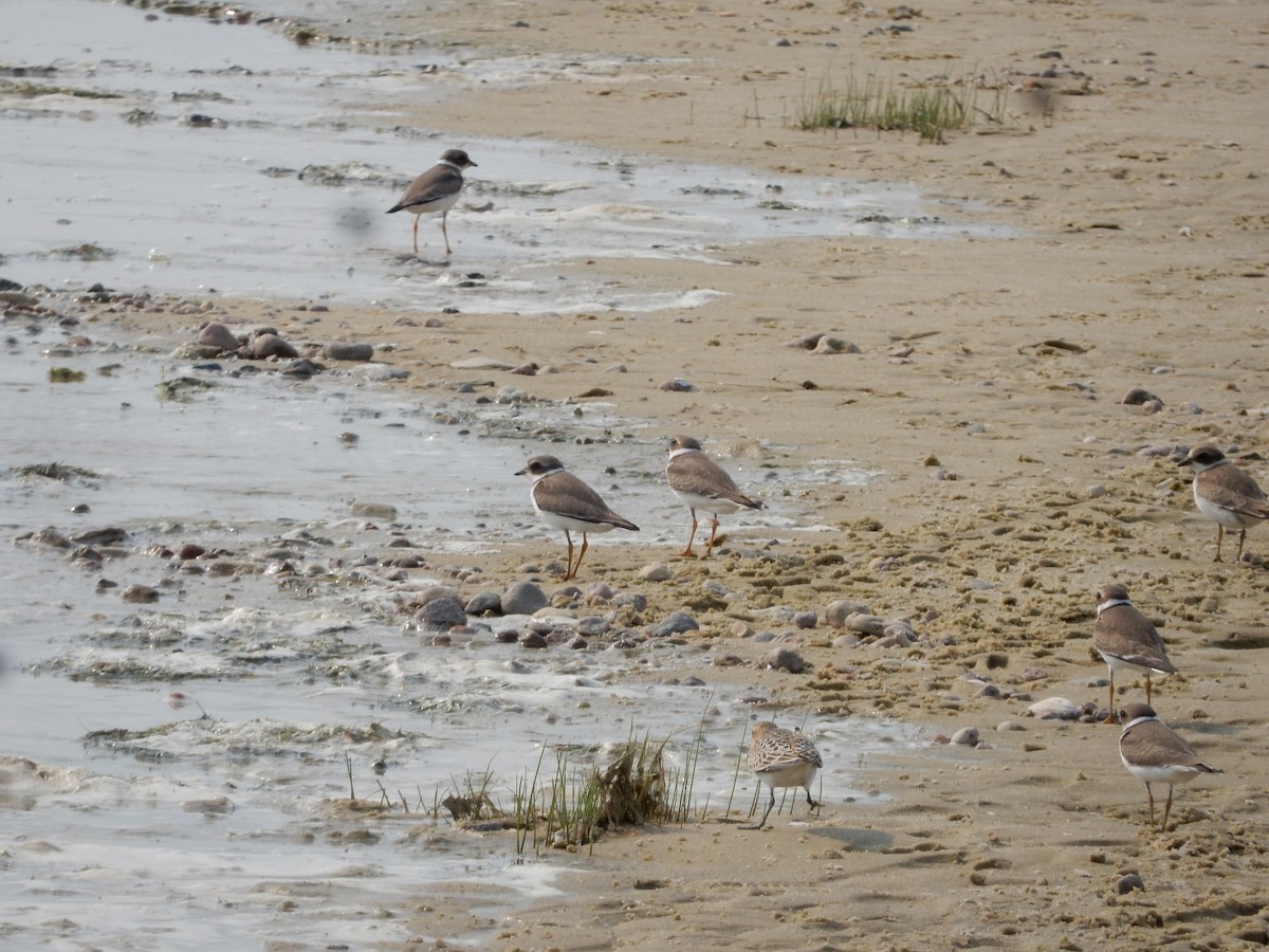 Semipalmated Plover - ML608471628