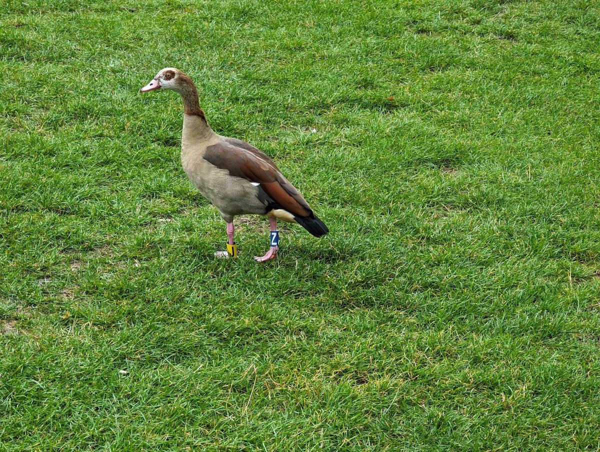 Egyptian Goose - ML608471634