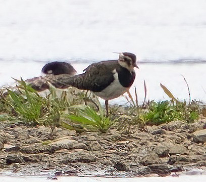 Northern Lapwing - ML608471650