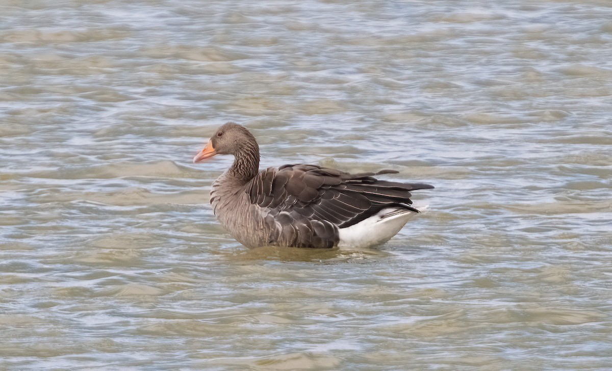 Graylag Goose - ML608471655