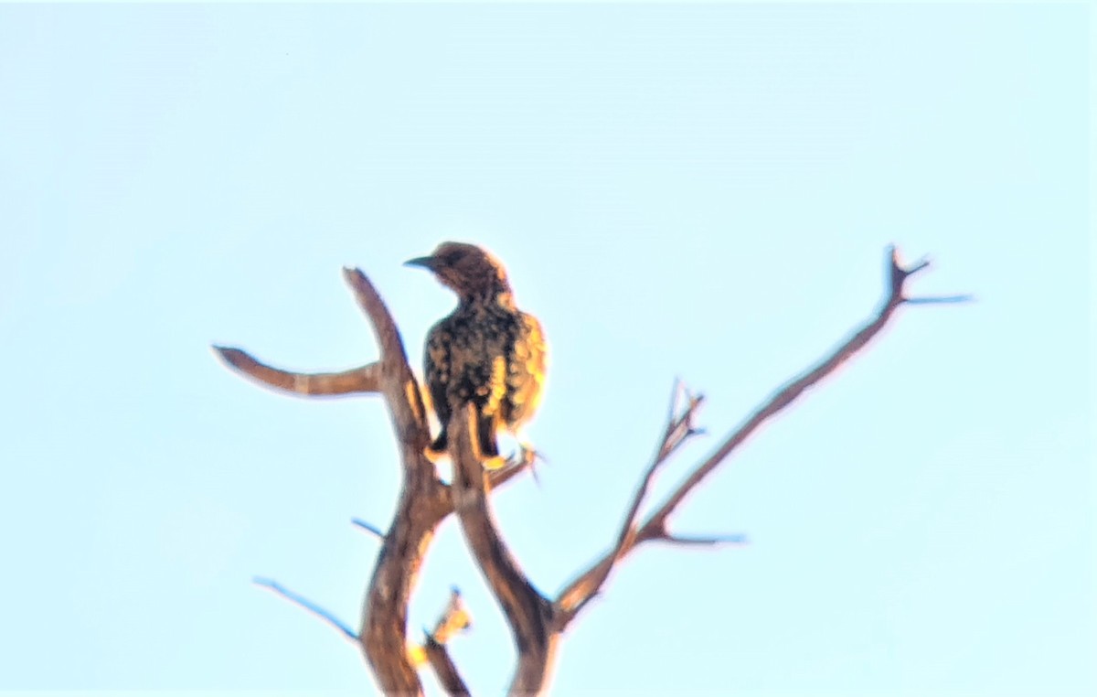 Western Bowerbird - Jeremy Lindsell