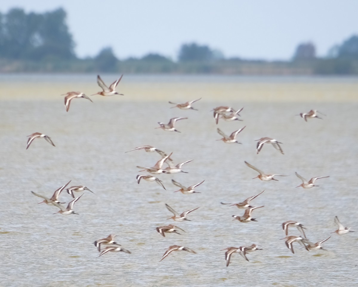 Black-tailed Godwit - ML608471663