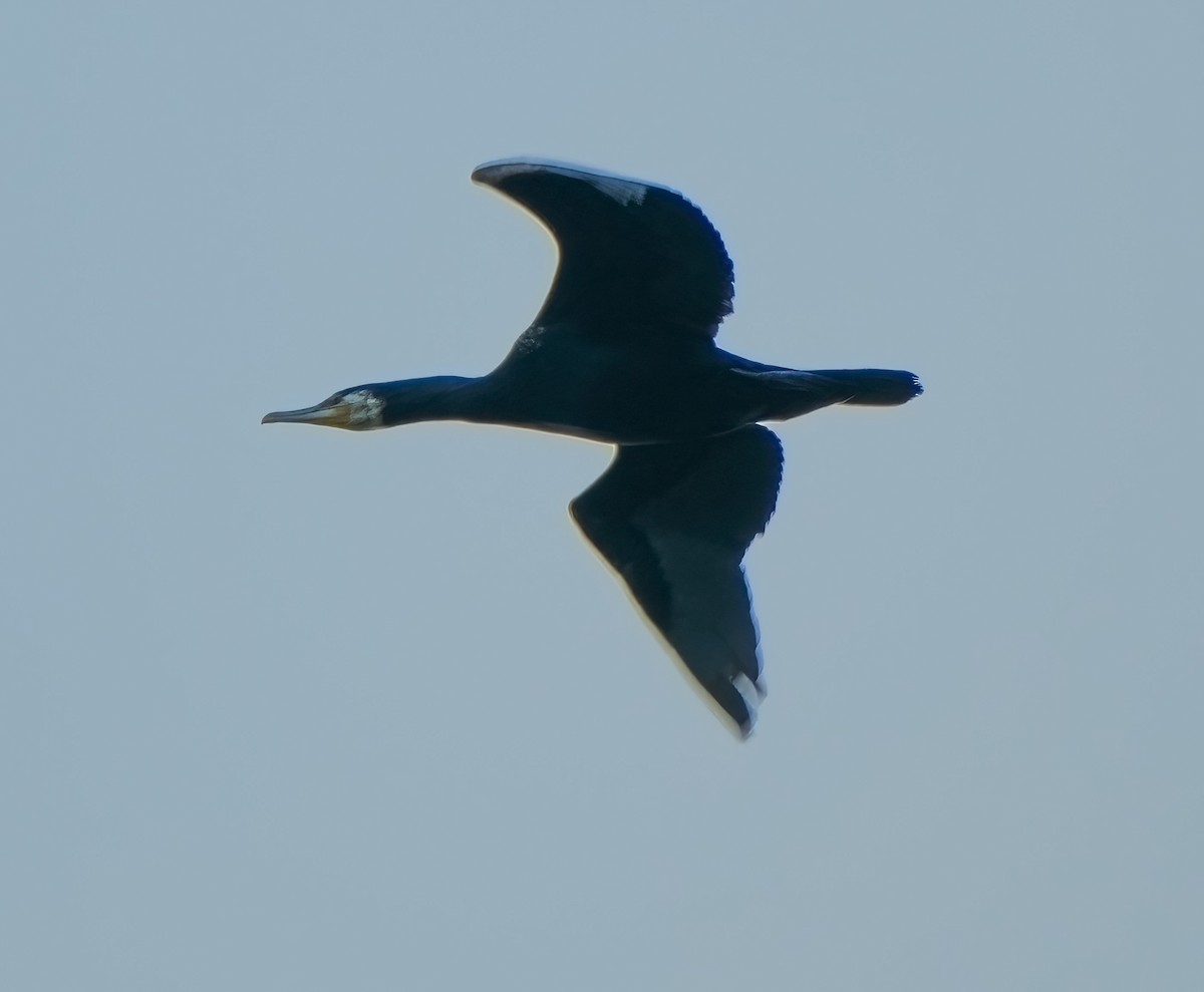 Great Cormorant - Anonymous