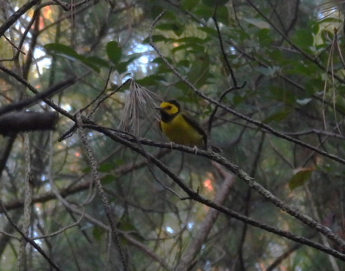 Hooded Warbler - ML608471678