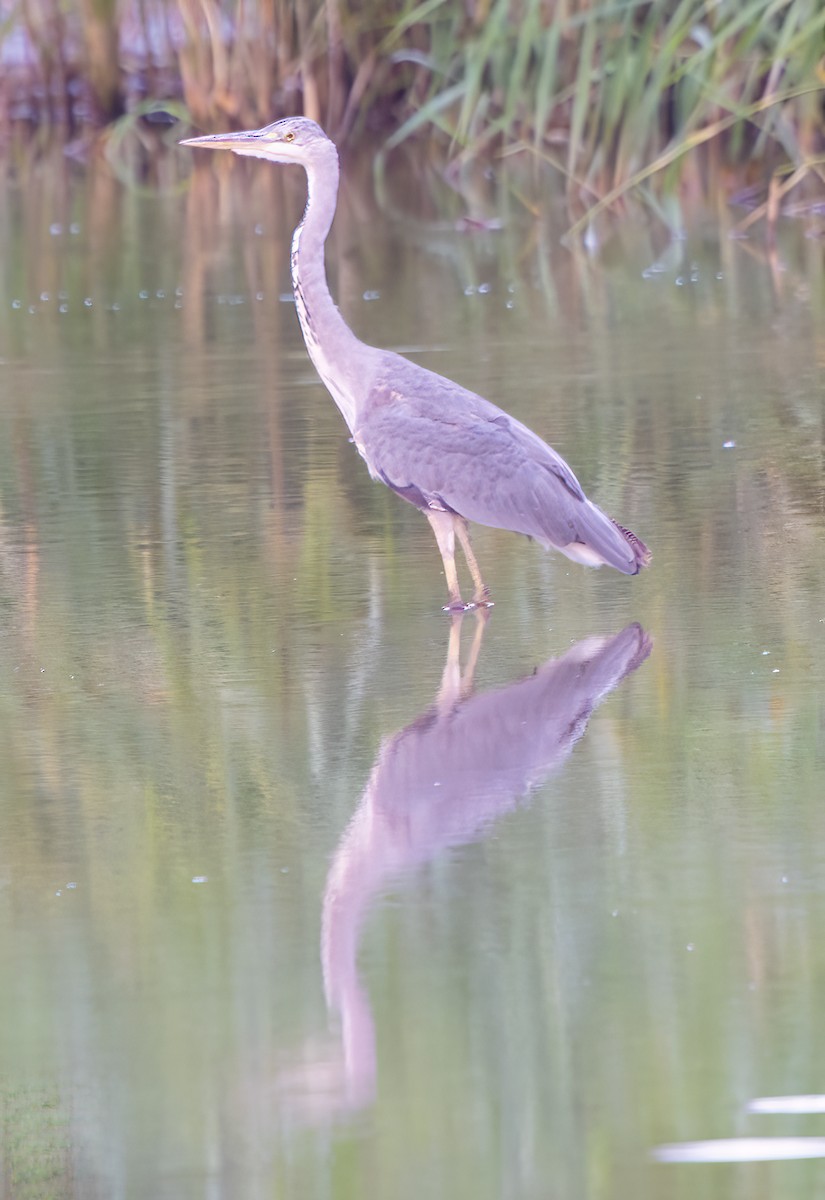 Gray Heron - ML608471680